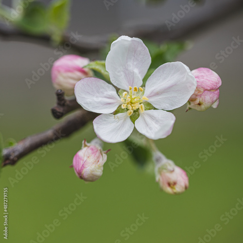 Blossom blooming on trees in springtime. Apple tree flowers blooming. Blossoming apple tree flowers with green leaves. Spring tree blossom flowers with green leaves. lovely  detail of tree blooming.