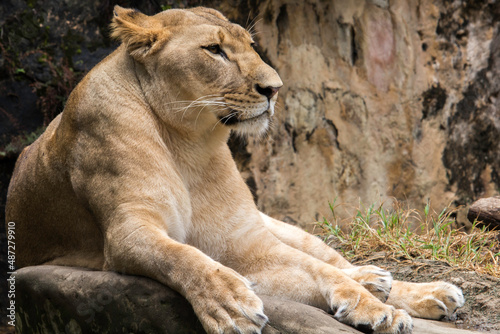 lioness resting on a rock