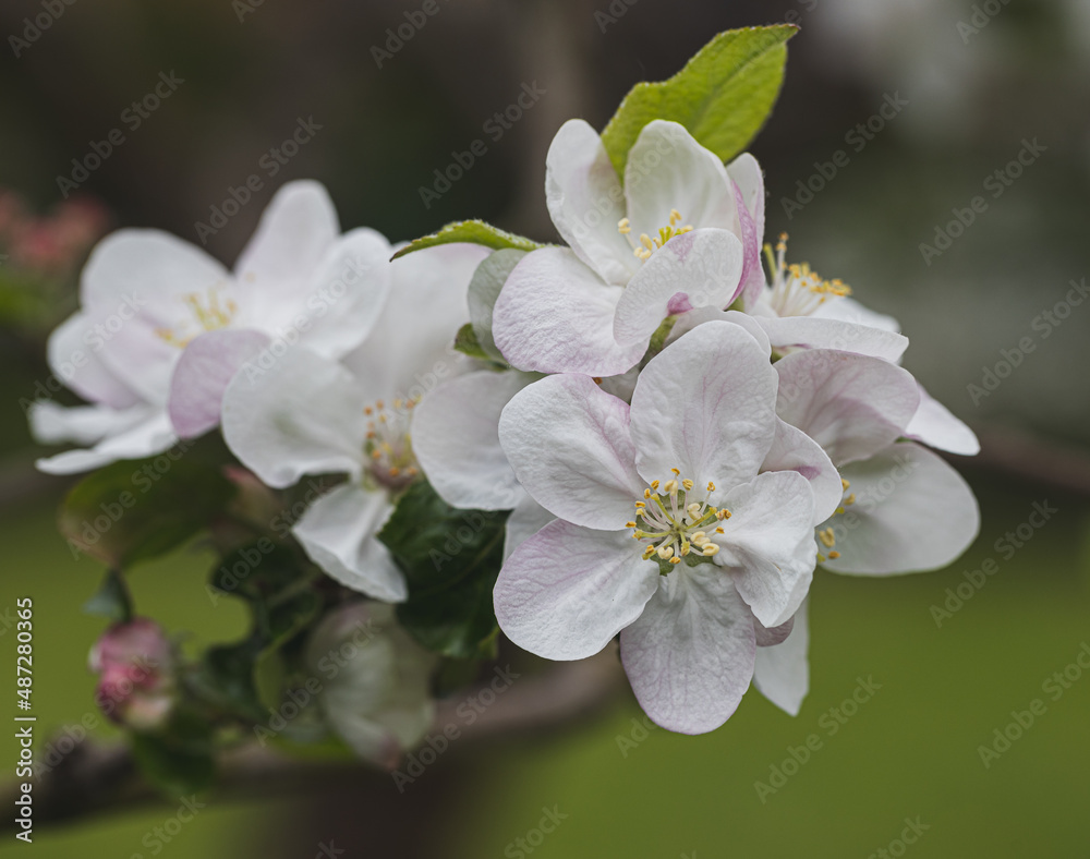Blossom blooming on trees in springtime. Apple tree flowers blooming. Blossoming apple tree flowers with green leaves. Spring tree blossom flowers with green leaves. lovely detail of tree blooming. Blossom blooming on trees in springtime. Apple tree flowers blooming. Blossoming apple tree flowers with green leaves. Spring tree blossom flowers with green leaves. lovely detail of tree blooming.