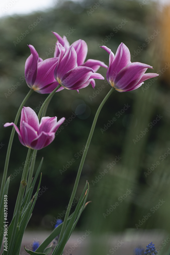 Closeup of pink and purple white tulips flowers with green leaves in the garden in the park outdoor. Lovely spring flowers Closeup of pink and purple white tulips flowers with green leaves in the garden in the park outdoor. Lovely spring flowers