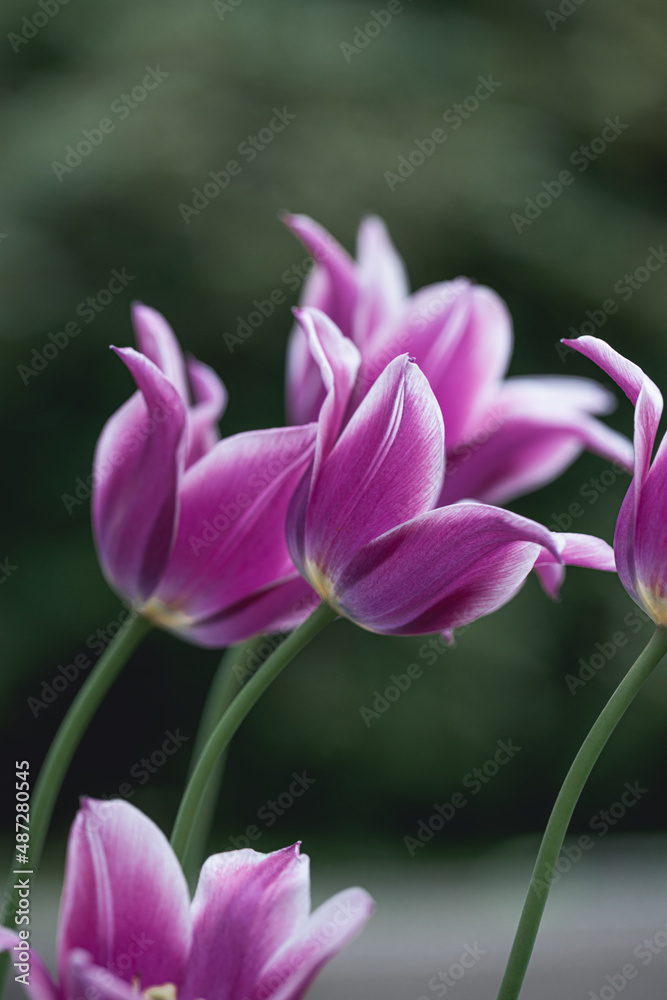 Closeup of pink and purple white tulips flowers with green leaves in the garden in the park outdoor. Lovely spring flowers Closeup of pink and purple white tulips flowers with green leaves in the garden in the park outdoor. Lovely spring flowers