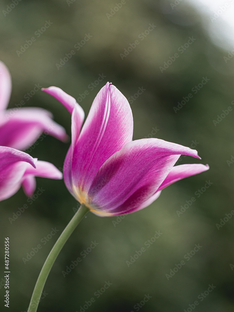 Closeup of pink and purple white tulips flowers with green leaves in the garden in the park outdoor. Lovely spring flowers
