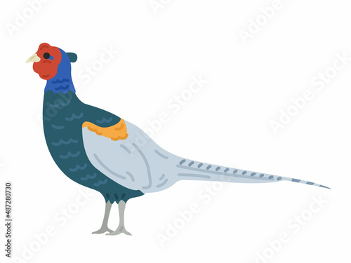 国鳥の雉のイラスト