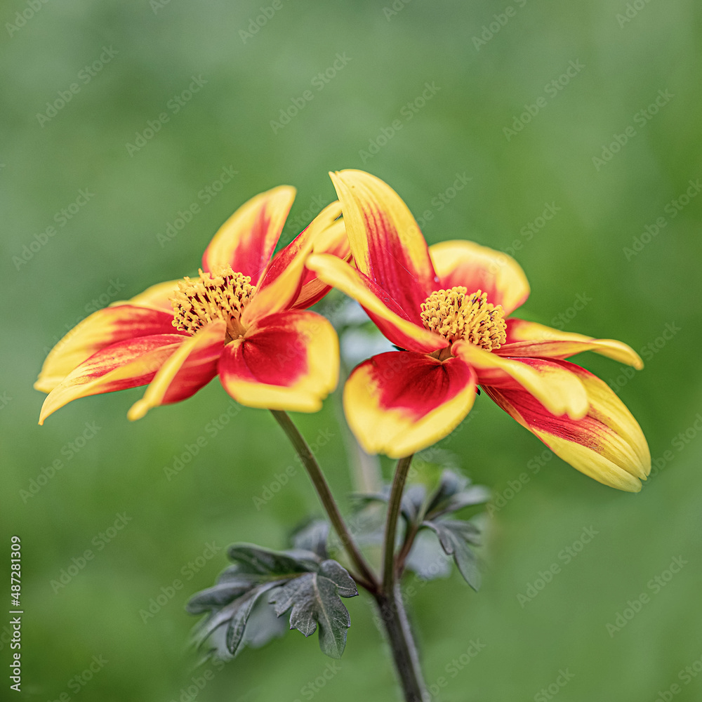 Two isolated bloom of Fresh dahlia sunshine flower blooming in the botanical garden. Blurred green natural background. Selective focus.
