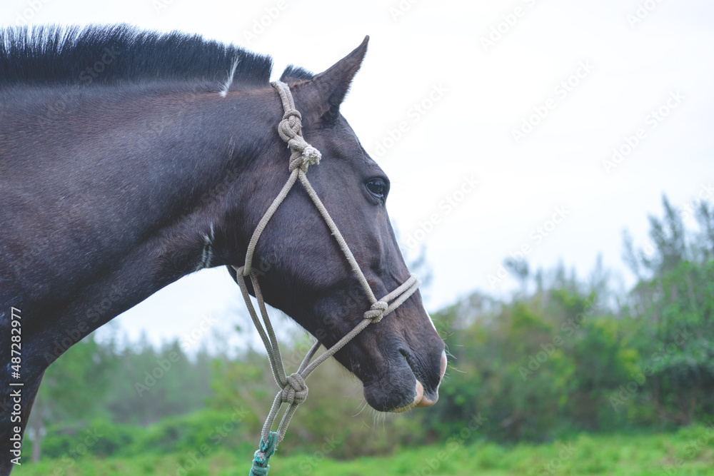 Head of a dark brown horse close-up against the background of greenery and a light sky Head of a dark brown horse close-up against the background of greenery and a light sky