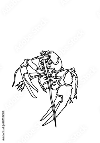 Graphical sketch of lobster isolated on white background,vector sea-food element  for coloring doodle drawing