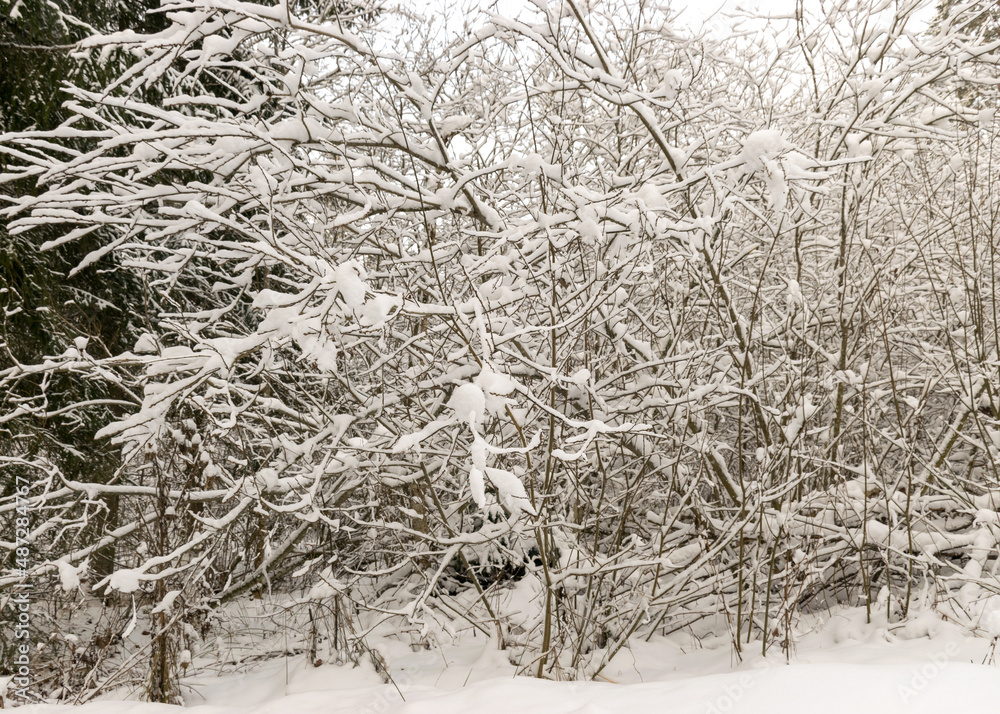 close-up view with snowy tree branches, thick layer of snow covers the tree branches close-up view with snowy tree branches, thick layer of snow covers the tree branches
