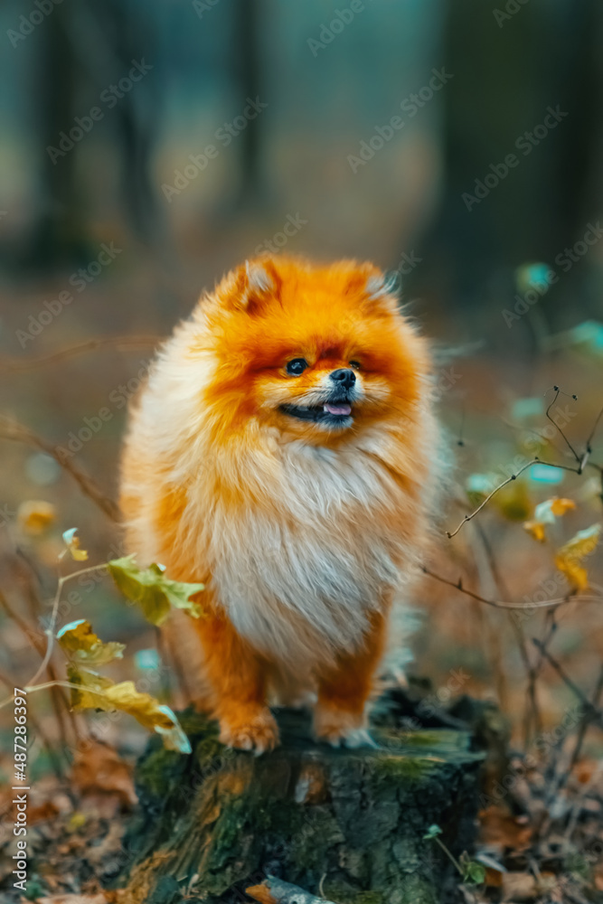 beautiful happy and healthy miniature spitz sitting in the grass while playing outdoors. Vivid ginger dog close up