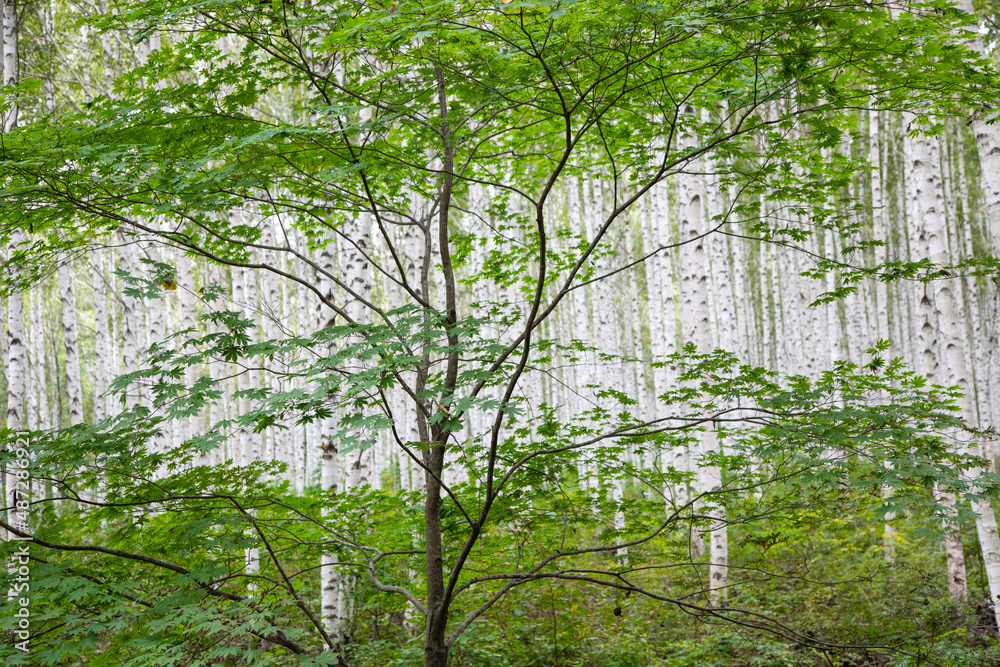 Naklejka premium In the birch forest.