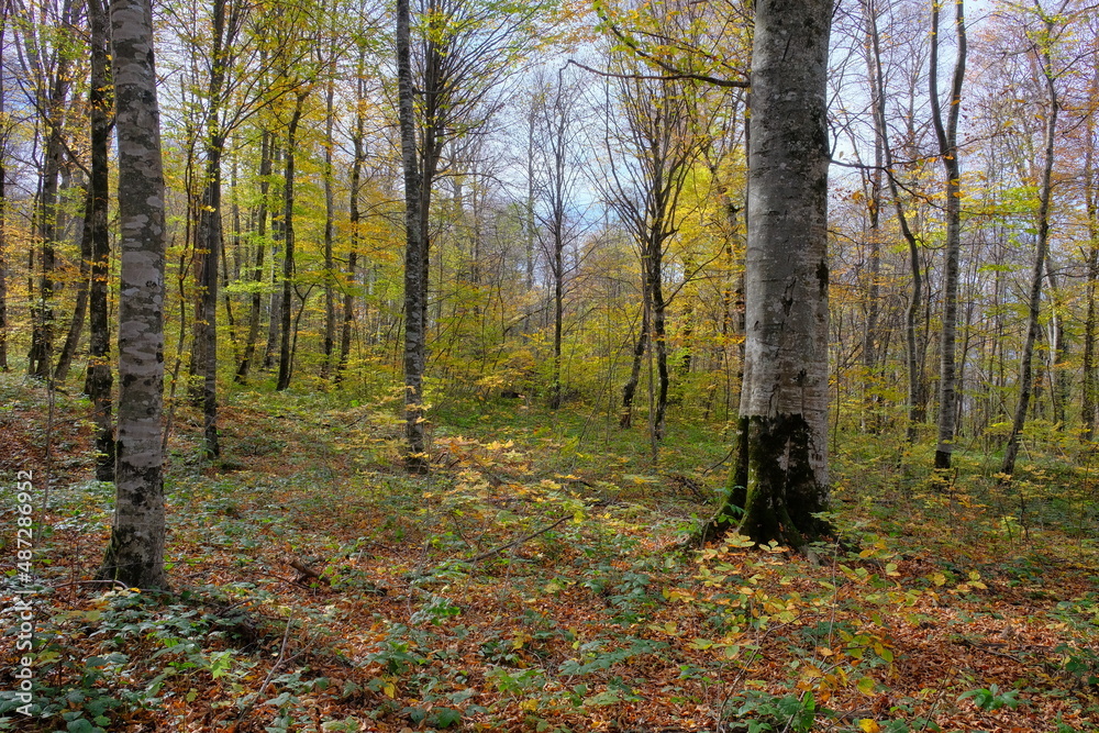 Obraz premium Autumn forest with fallen leaves