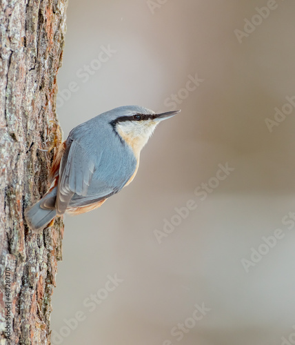 Eurasian nuthatch - Sitta europaea - in winter at a wet forest