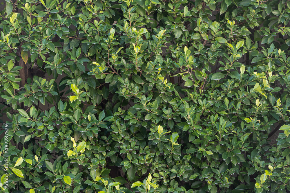 Close-up of a beautiful fresh bush branch with green leaves, the background is blurred. Close-up of a beautiful fresh bush branch with green leaves, the background is blurred.