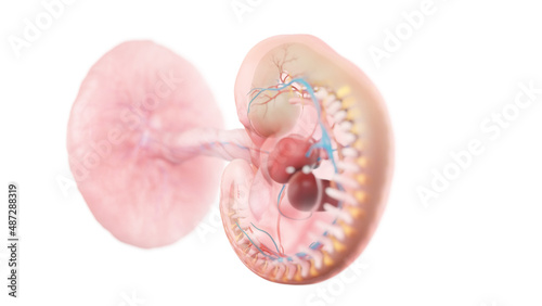 3d rendered medically accurate illustration of a human embryo anatomy - week 5 photo