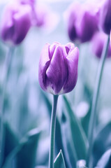 Wandcirkels Pantone 2022 very peri Violette tulpen in bloei  © Roxana