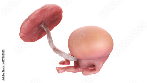 3d rendered medically accurate illustration of a human fetus - week 11 photo