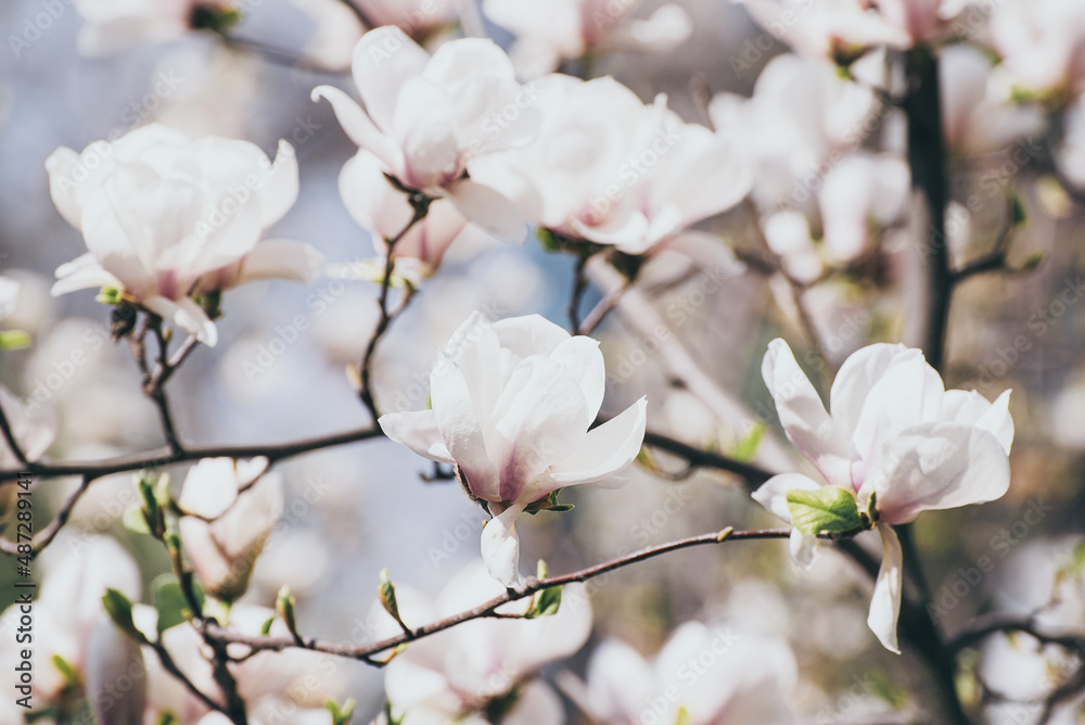 Magnolia spring flowers Magnolia spring flowers
