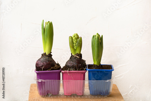 Shoots and buds of hyacinths in pots on a white background.