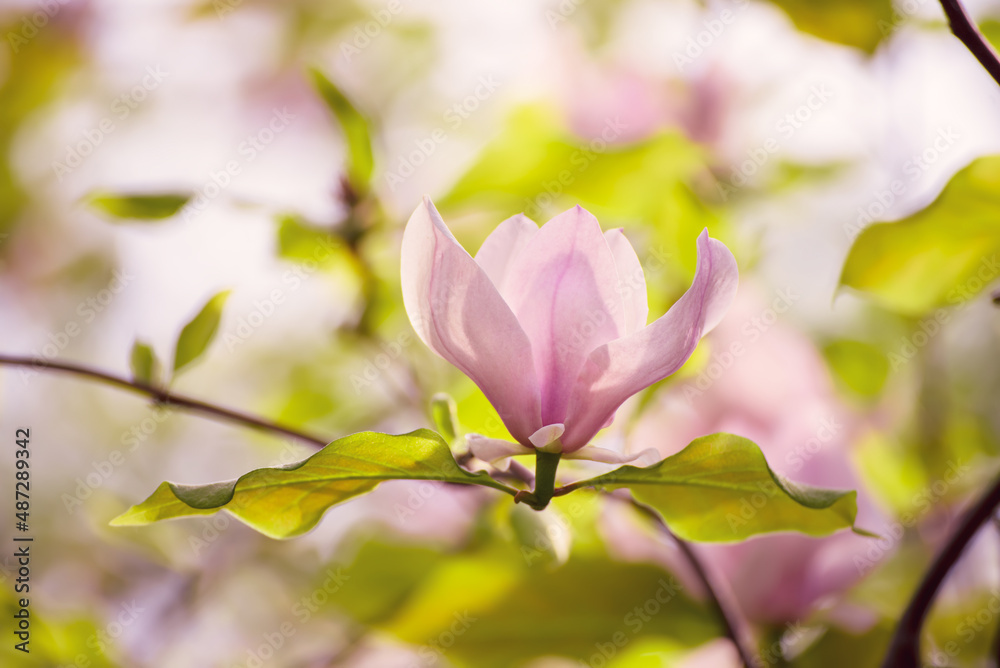 Fototapeta premium Magnolia spring flowers