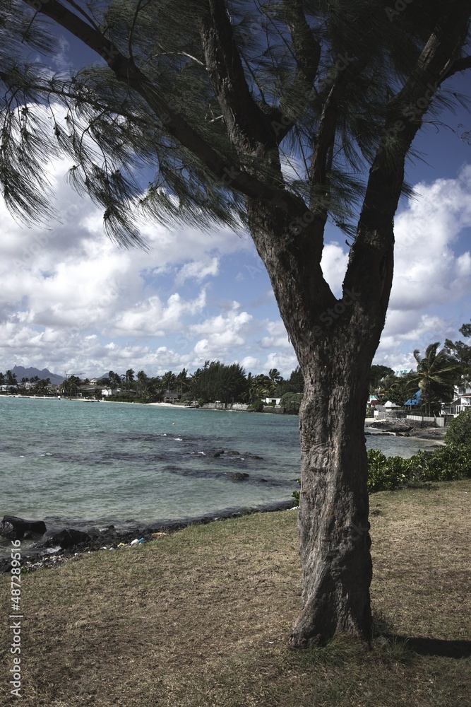 tree on the beach