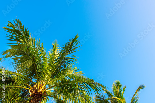 Tropical Background with palm