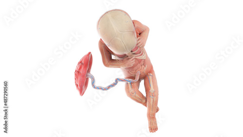 3d rendered medically accurate illustration of a human fetus anatomy - week 32 photo