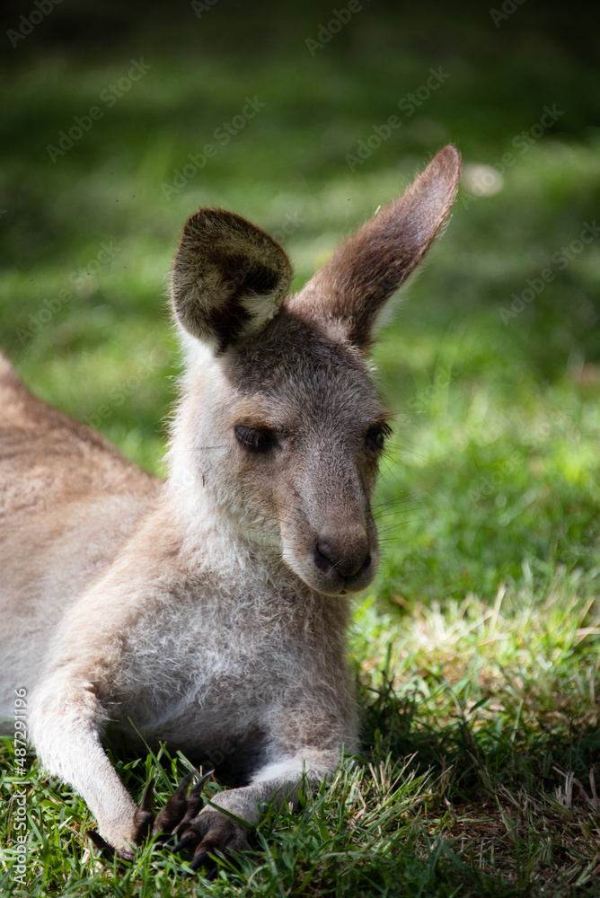 kangaroo in the grass