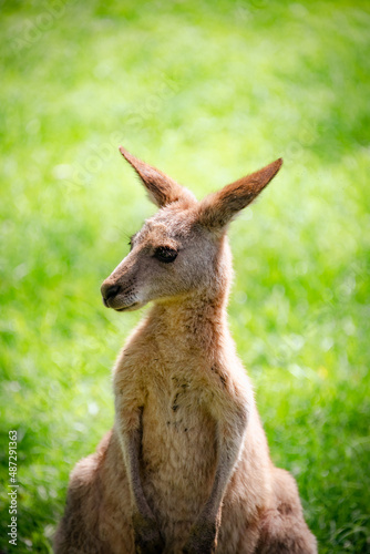 kangaroo in the grass © Lachie