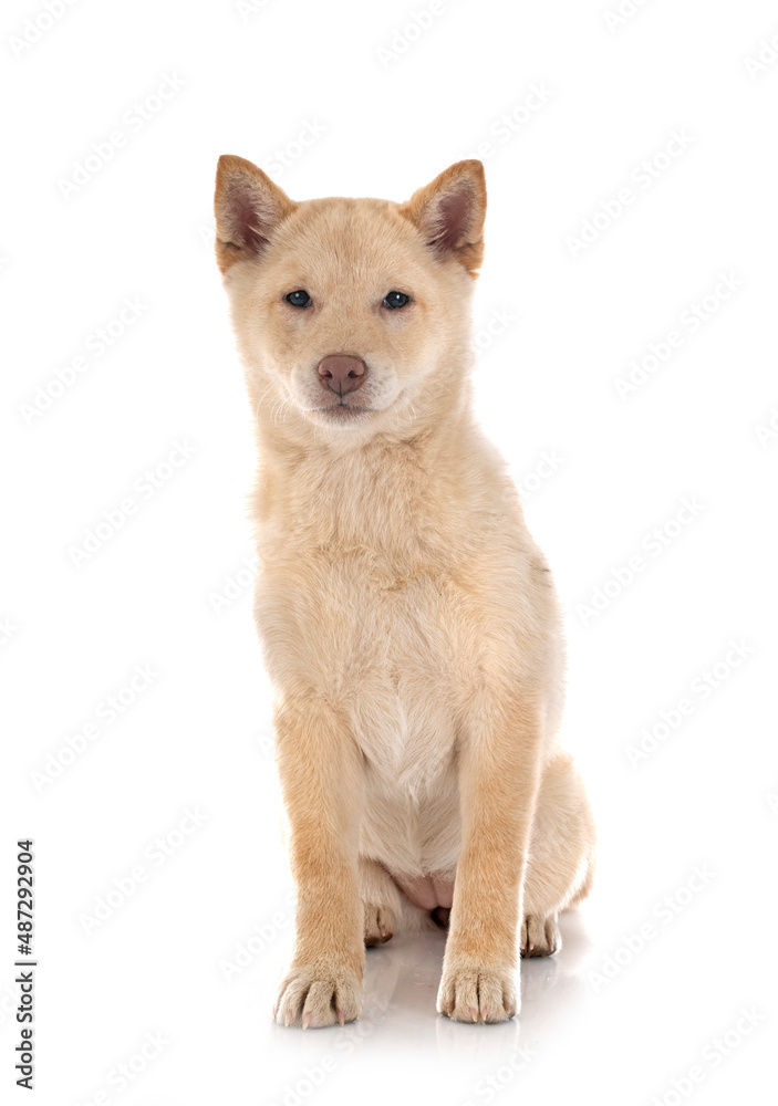 shiba inu in studio shiba inu in studio