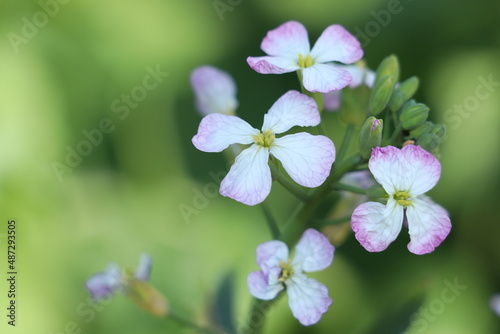 white and purple flower with green background.