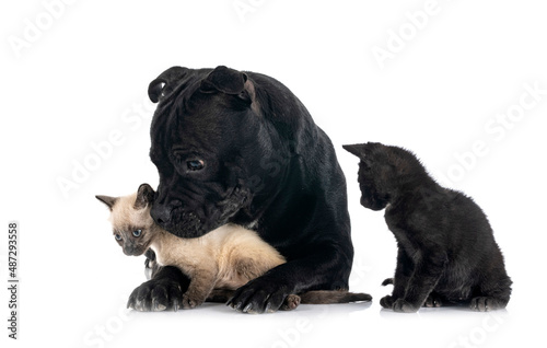 Fototapeta Naklejka Na Ścianę i Meble -  staffordshire bull terrier and kitten