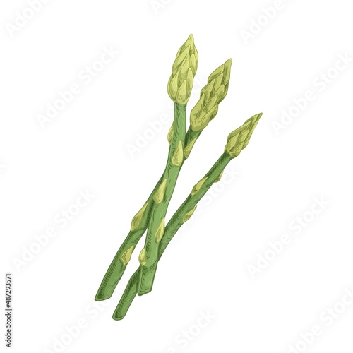 Green asparagus sprouts. Fresh food plant. Sparrow grass stems. Raw vegetarian sparrowgrass. Realistic detailed hand-drawn vector illustration of vegetable isolated on white background