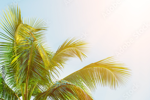 Tropical Background with palm