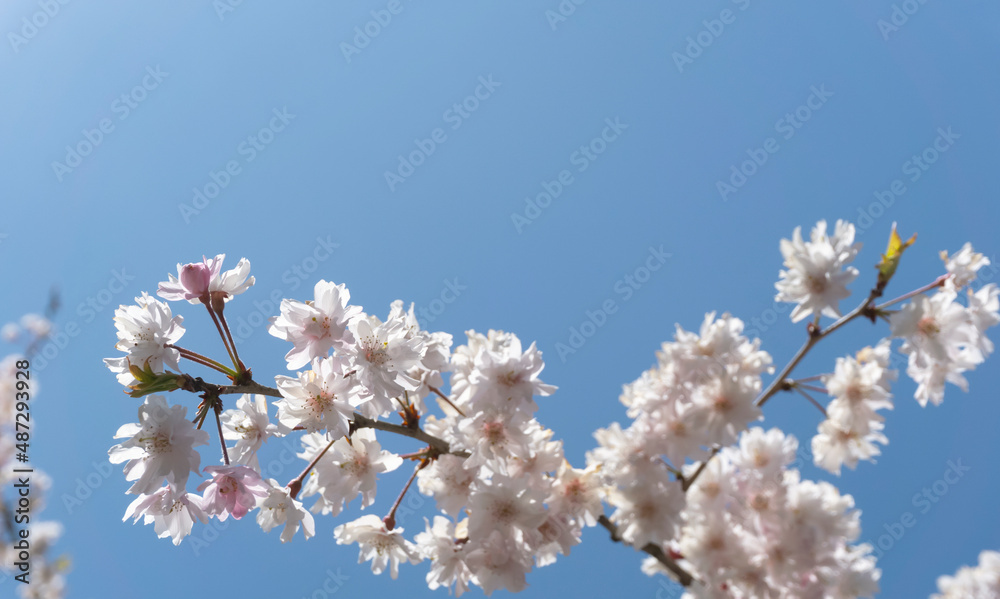 Close-up of cherry blossoms shining under the sun. 太陽の下で輝く桜の花のクローズアップ Close-up of cherry blossoms shining under the sun. 太陽の下で輝く桜の花のクローズアップ