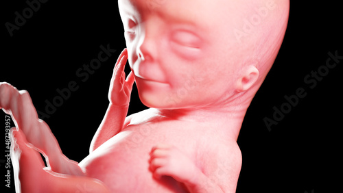 3d rendered illustration of a human fetus - week 12