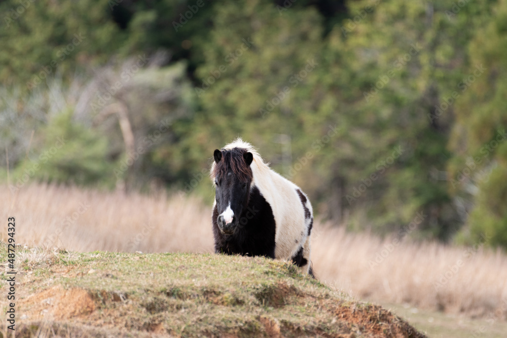 Naklejka premium 歩く馬