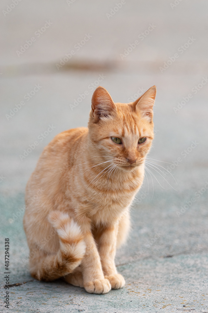 座る子猫 座る子猫
