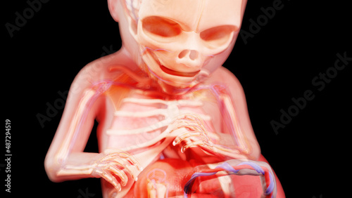 3d rendered illustration of a human fetus - week 17