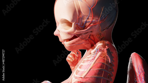 3d rendered illustration of a human fetus - week 19 photo