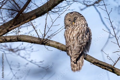 Ural owl ( Strix uralensis ) close up