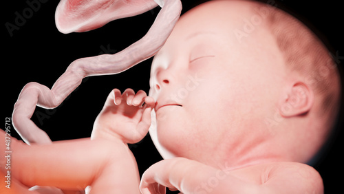 3d rendered illustration of a human fetus - week 27 © Sebastian Kaulitzki