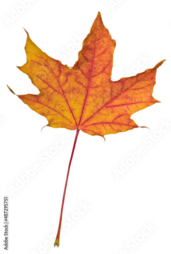 red and yellow leaf of maple tree isolated on white
