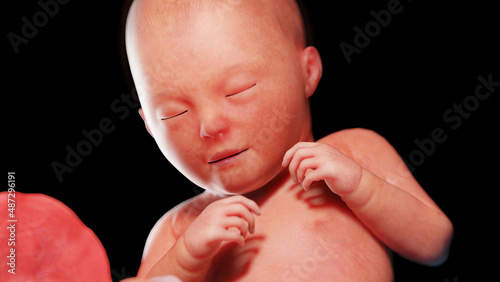 3d rendered illustration of a human fetus - week 32 photo