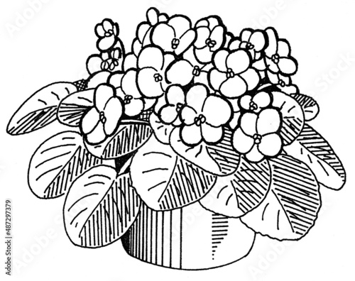 Illustration of a African Violet Flower photo