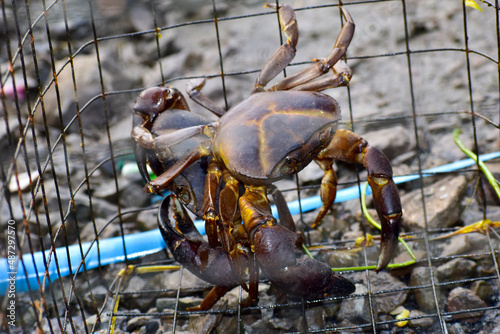 Photography A close-up of fresh river crabs.