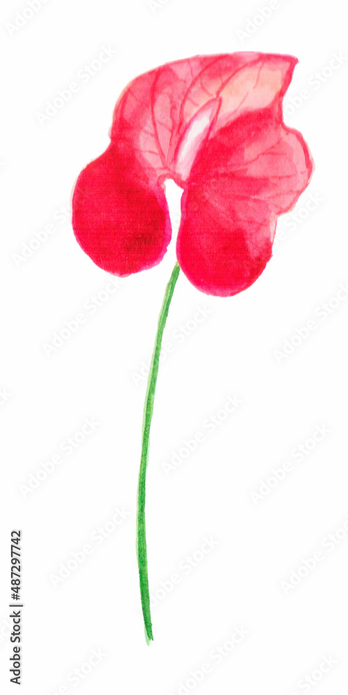 Red flower isolated on white Red flower isolated on white