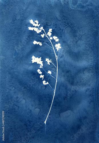 Sun-printing or cyanotype process. 
Skeleton leaf cyanotype