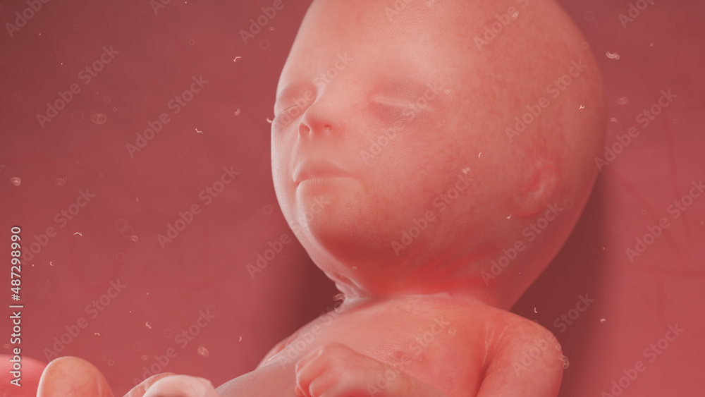 Fototapeta premium 3d rendered illustration of a human fetus - week 16