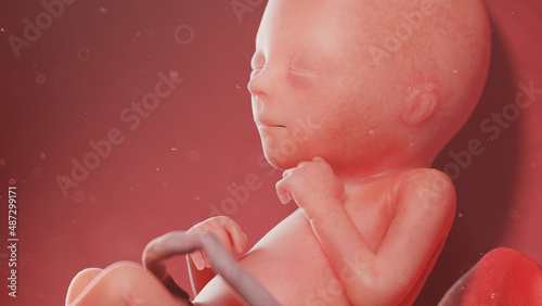 3d rendered illustration of a human fetus - week 18 photo