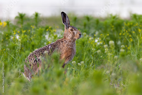 Brown hare, lepus europaeus, sitting in growing grass in summer nature. Wild bunny resting in wildflowers from side. Long eared mammal looking on meadow. © WildMedia