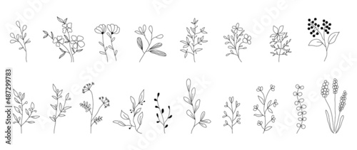 Minimalist flowers and botanic collection. Hand drawn floral branch  leaves herbs and wild plants set in line style. For decoration  wedding and invitation card  design project.